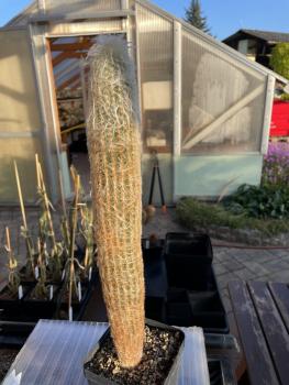 Austrocephalocereus dybowskii